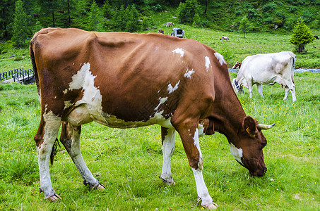 牧场奶牛两头牛在高山草原上放牧太阳风景奶牛爬坡奶制品家畜全景场地天空哺乳动物背景