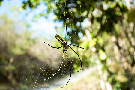 尼菲拉 大蜘蛛 印度尼西亚巴厘动物丛林獠牙森林男性捕食者毒液织工荒野太阳图片