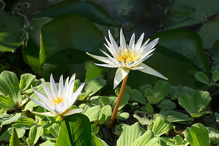 白水百里花瓣植物群池塘荷花植物热带异国睡莲冥想百合图片