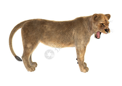 女狮子猫科食肉荒野哺乳动物野生动物母狮白色捕食者动物图片