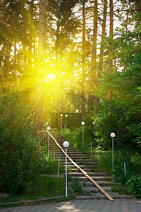 森林树木针叶风景远足阳光季节公园苔藓太阳荒野图片