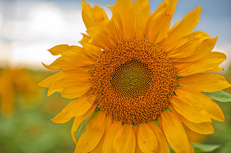 向日葵种子植物花瓣场地地球圆圈植物学花粉太阳花园背景图片