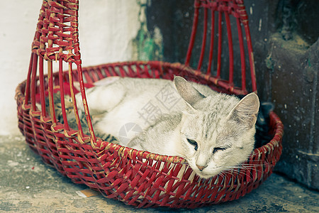 母猫和小猫咪胡须条纹毛皮头发家庭动物猫咪虎斑猫科宠物图片