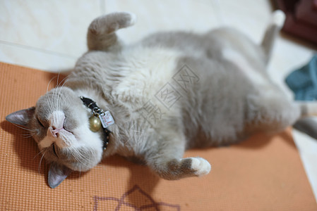 闭上了闭着的肥灰猫睡在地板上灰色小猫宠物哺乳动物毛皮图片