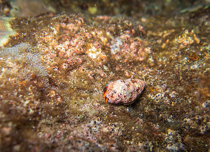 特写泰国西米兰水底的隐居螃蟹贝类动物荒野海滩风景海洋野生动物旅行甲壳潜水图片