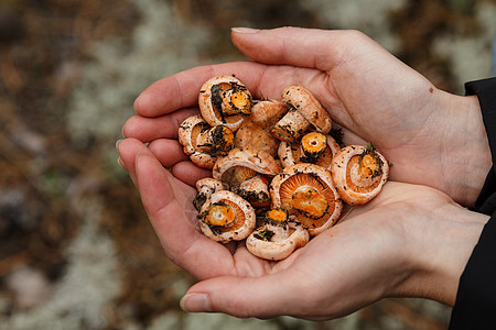 丰盛的蘑菇采摘毒菌牛奶雨后春笋女士乳菇森林树木红褐色荒野图片