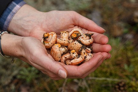 丰盛的蘑菇红褐色毒菌女士树木采摘雨后春笋荒野森林牛奶乳菇图片