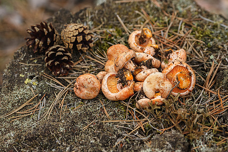 野蘑菇树木乳菇森林红褐色牛奶采摘荒野雨后春笋毒菌图片