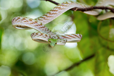 亚洲葡萄蛇热带藤蔓雨林公园致命罢工森林爬虫荒野猎物图片