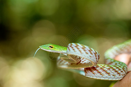 亚洲葡萄蛇生物森林毒蛇热带雨林情调野生动物荒野爬虫国家图片