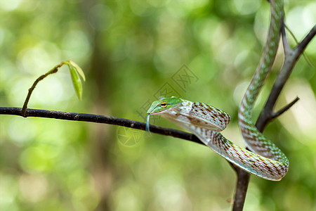 亚洲葡萄蛇生物致命荒野国家舌头雨林猎物森林藤蔓公园图片