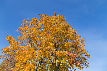 金黄秋树拉脱维亚乡村城市黄色季节林地金子天空绿色自然风景图片