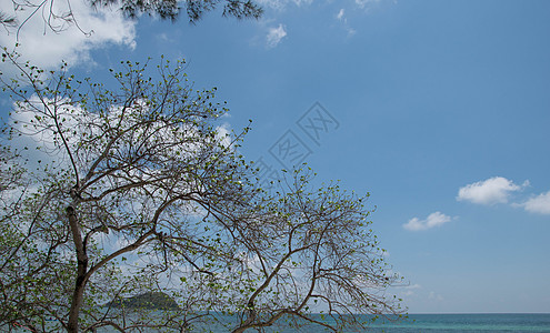 和树海海浪海洋天空图片