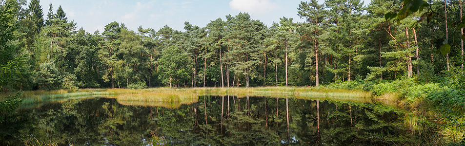 反映湖泊的森林全景图片