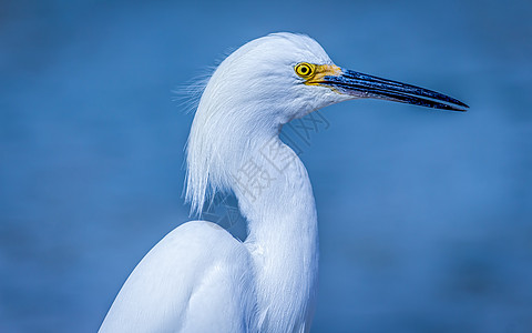 美国佛罗里达 大西洋上的野生生物群落海滩白色假期观鸟反射黄色眼睛蓝色动物环境图片