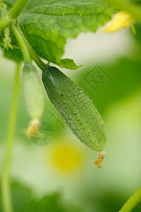 细黄瓜植物农产品乡村食物农场叶子采摘草本植物收成红色图片