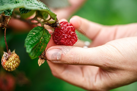 草莓采摘宏观农民绿色收成女士土壤生长焦点农场农业图片
