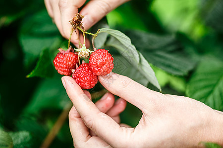 草莓采摘宏观蔬菜土壤绿色覆盆子生产收成农场焦点生长图片