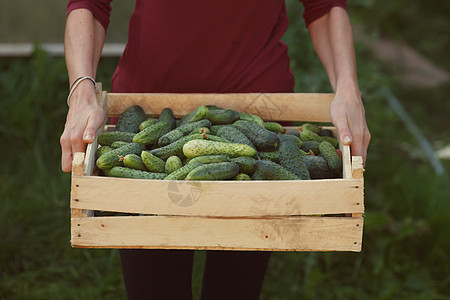 黄瓜收获树叶生产生长蔬菜收成女士植物盒子农产品草本植物图片