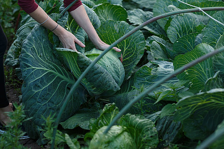 果菜收成乡村采摘树叶植物蔬菜土壤生长农民盒子绿色图片