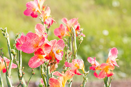 罐子花花植物荒野场地林业美人树叶草本植物静物花瓣旋体图片