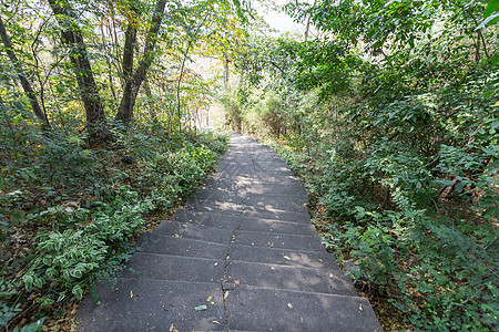 绿色路径曲线岩石植物国家小路沥青楼梯旅行花园公园图片