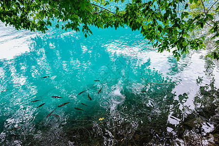 克罗地亚普利维茨湖清水森林青色国家游泳地标环境池塘风景荒野反射图片