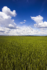 不成熟小麦烹饪谷物幼苗饮食农场病菌拼写碎粒种子农业图片
