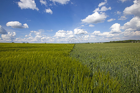不成熟小麦植物谷物宏观幼苗粮食植物学栽培农作物生活玉米图片