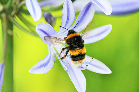 非洲阿加帕图斯染色大部分季节美丽蓝色蜜蜂花粉宏观花序自由图片