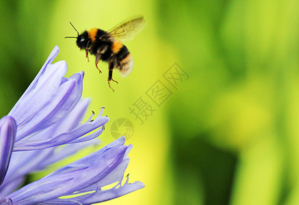 非洲阿加帕图斯条纹季节昆虫染色蜜蜂花粉美丽大部分淡紫色宏观图片