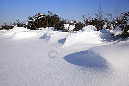 雪运动针叶枞树下雪雪堆暴风雪天空生长蓝色环境植物图片