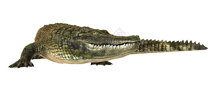 美洲鳄鱼白色食肉热带皮肤野生动物捕食者动物牙齿危险荒野图片