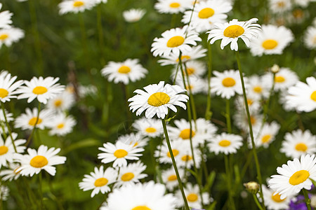 分子自然花瓣生长牧场草本植物场景野花宏观植物园艺图片