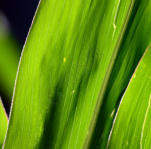 玉米叶纹理健康饮食麦田绿色生长农田农场静脉收成乡村树叶背景图片