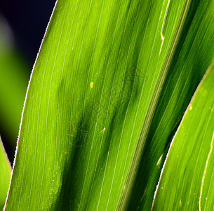 玉米叶纹理健康饮食麦田绿色生长农田农场静脉收成乡村树叶背景图片