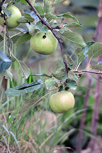 果园中未处理苹果季节食物水果小吃饮食园艺农场收成生长花园图片