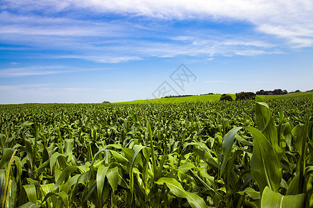 玉米字段活力蔬菜天空幼苗收获曲线谷物生长风景植物图片