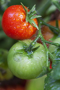 植物上的新鲜番茄红色农场农业西红柿叶子饮食水果食物美食绿色图片