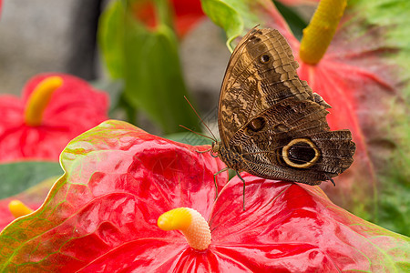 热带花朵上的蝴蝶图片