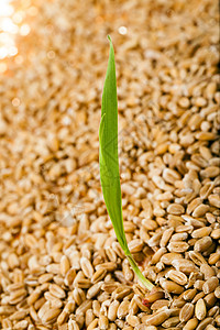 小麦玉米干草农业宏观收获种子粮食稻草叶子蔬菜图片