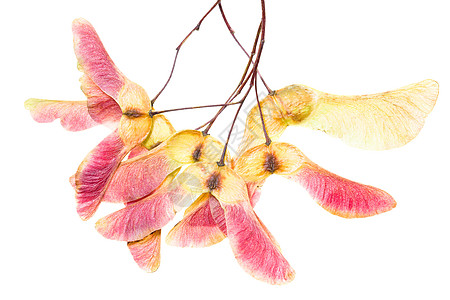 松树种子宏观树叶翅膀钥匙水果梧桐树季节植物学直升机生长图片