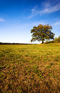 字段中的树寂寞风景叶子草地蓝色生长孤独植物牧场天气图片