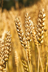 黑耳玉米谷物稻草宏观叶子农场小麦食物大麦拼写图片