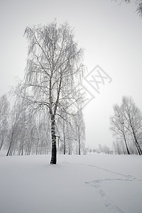 冬树的树木阳光寂寞公园云杉季节场景风景国家树林天气图片