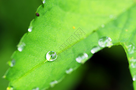 新鲜绿叶上露露滴生长绿色水分液体植物学活力叶子树叶花朵飞沫图片