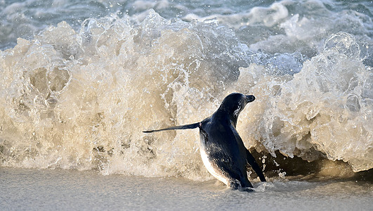 波浪和非洲企鹅(苯丙氨底栖)图片