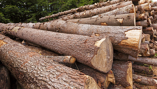 剪切的树木戒指燃料木材植物木头生长树干材料团体日志图片
