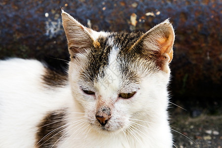 无家可归的猫照片眼睛猫咪垃圾桶街道鼻子旅行庇护所荒野小猫图片