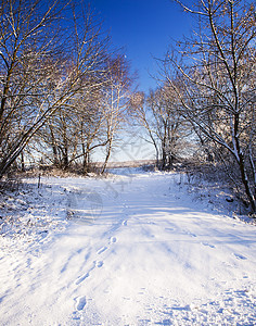 冬季森林温度公园天气风景城市阳光寒冷季节旅行雪堆图片